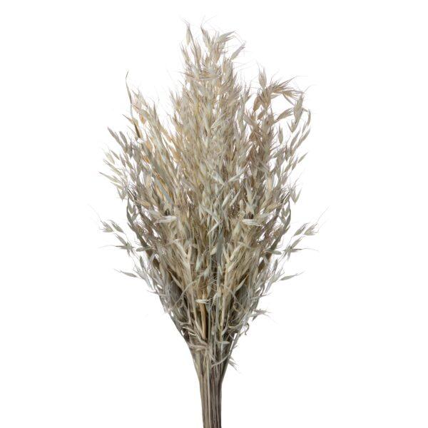 Avena Φυσική