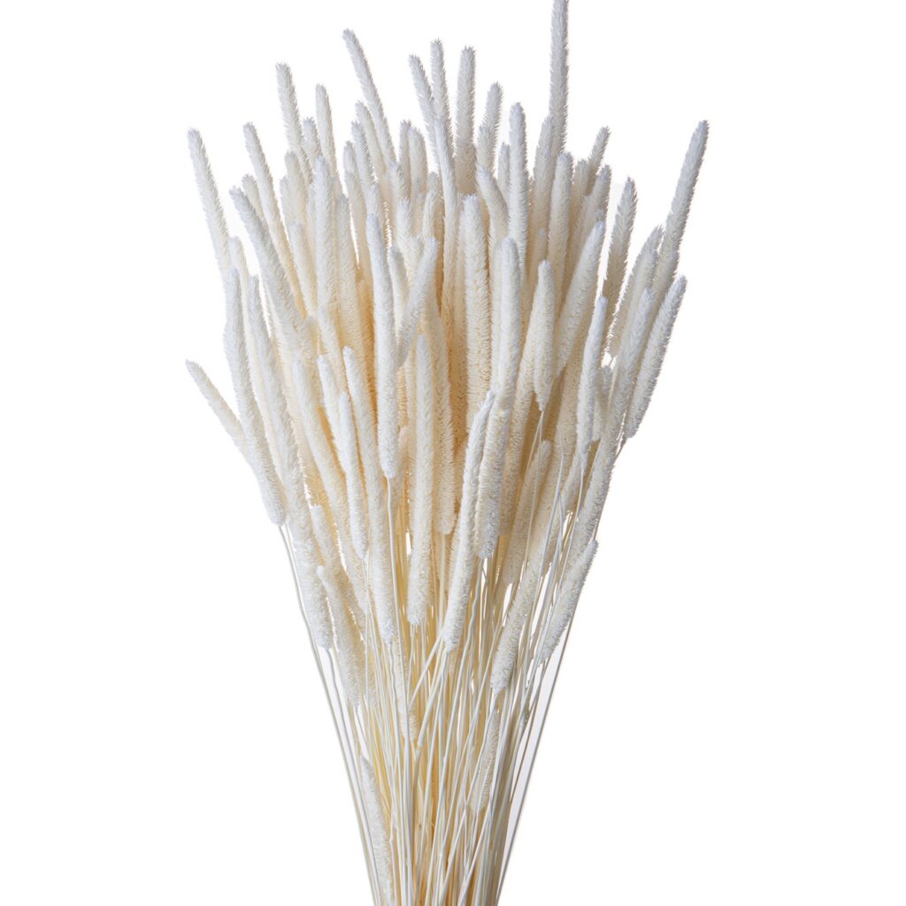 Phleum Πυραυλάκι Αποξηραμένο Λευκό