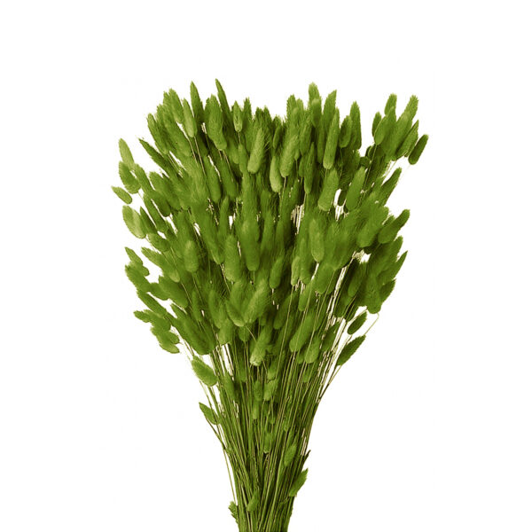 Lagurus Πράσινο Λαδί