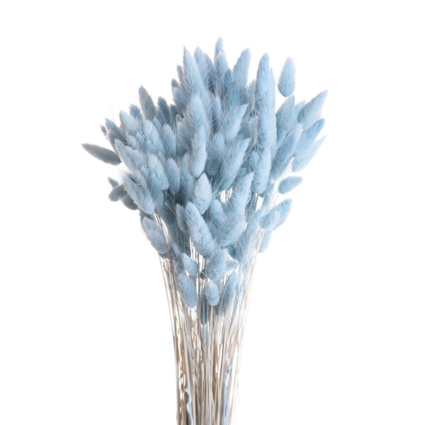 Lagurus Γαλάζιο Baby Blue