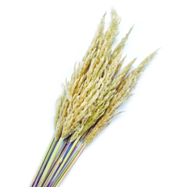 Pampas Φυσικό 10 Pack