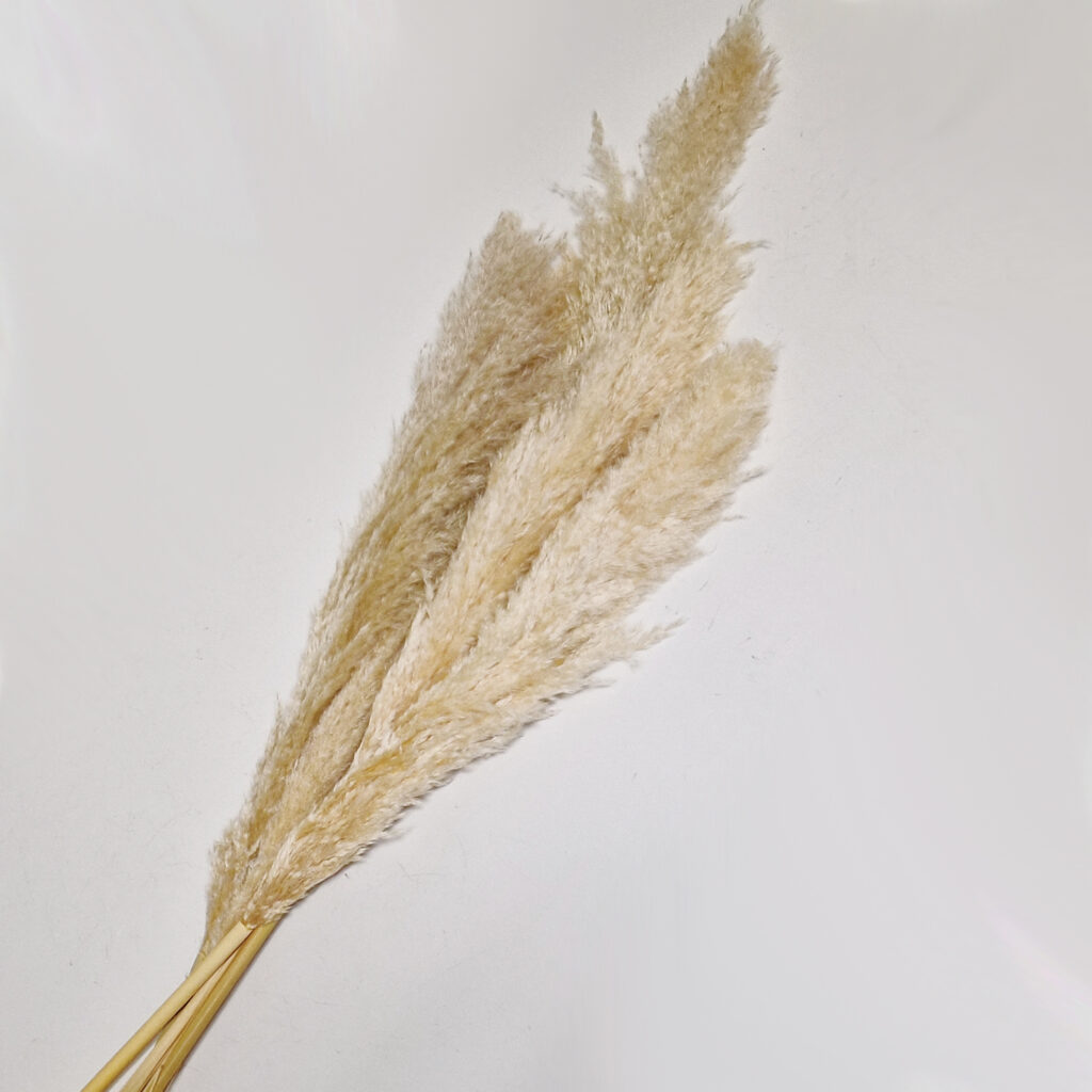 Pampas 5 Pack White