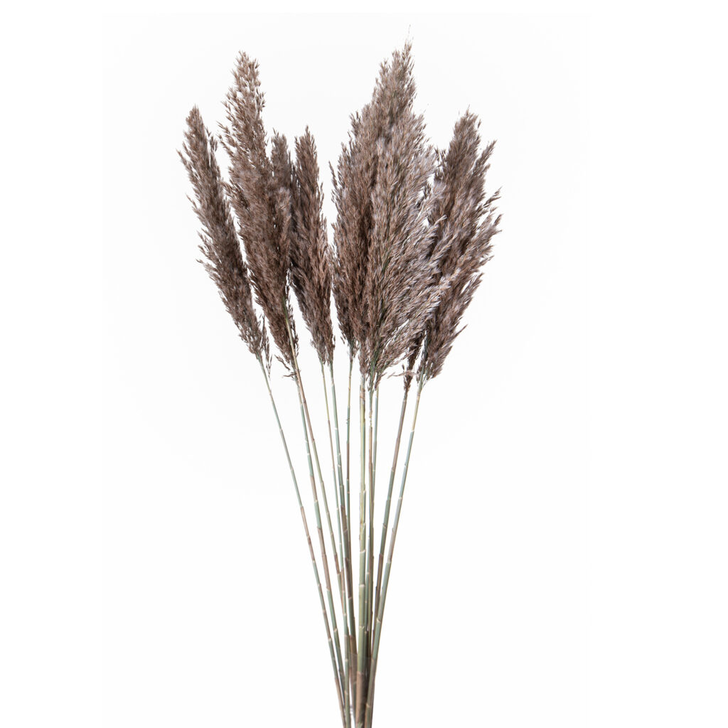 Pampas Natural 10 Pack