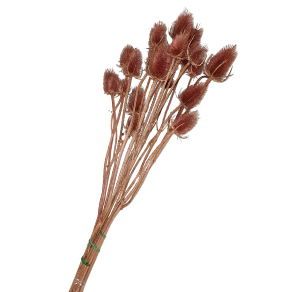 Echinops Σάπιο Μήλο