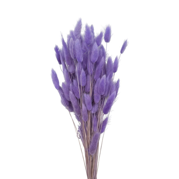 Lagurus Λιλά