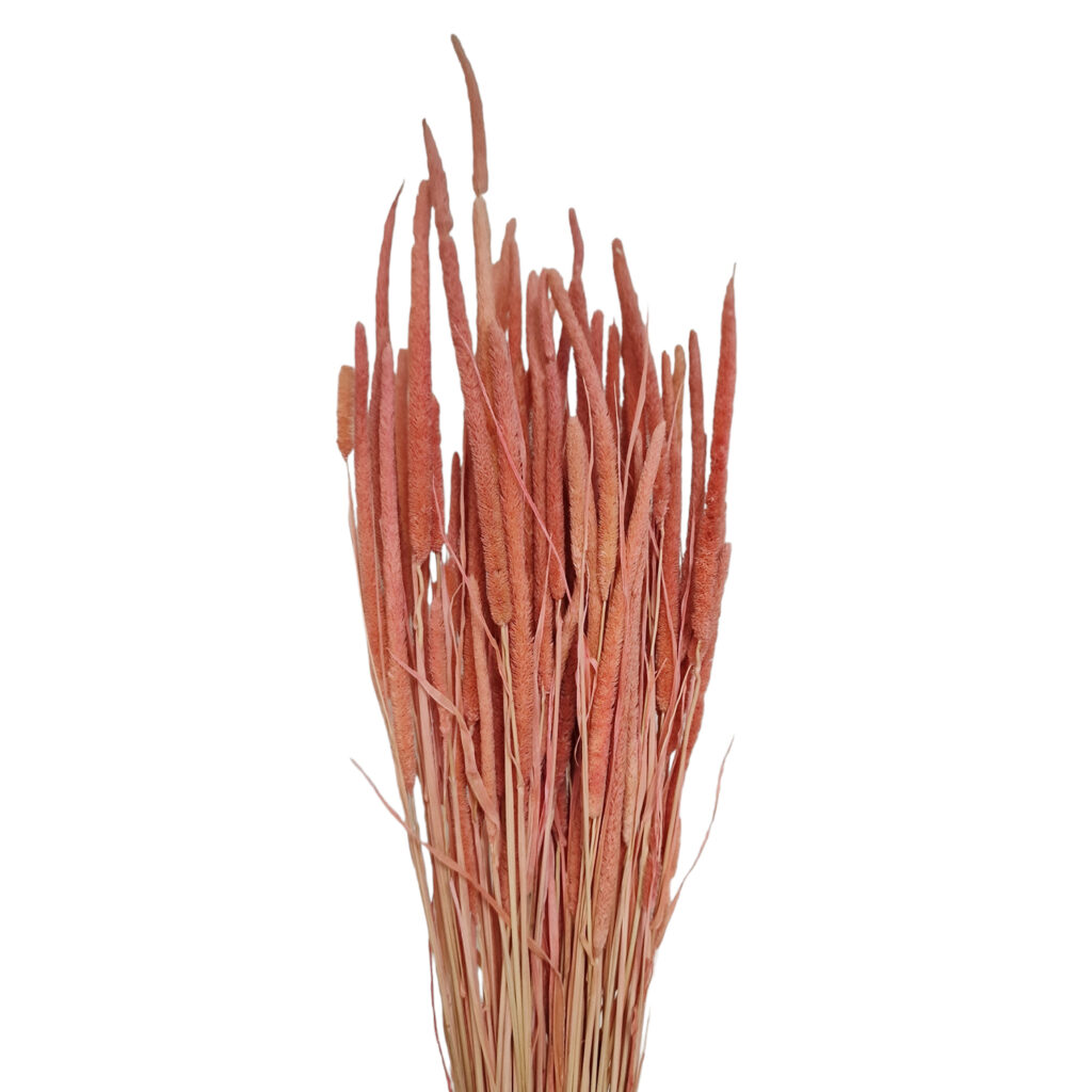Phleum Πυραυλάκι Αποξηραμένο Σάπιο μήλο