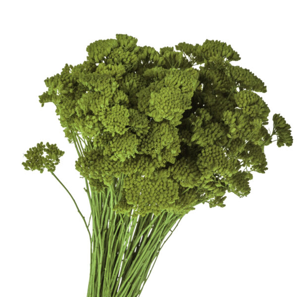 Achillea σε Χρώματα