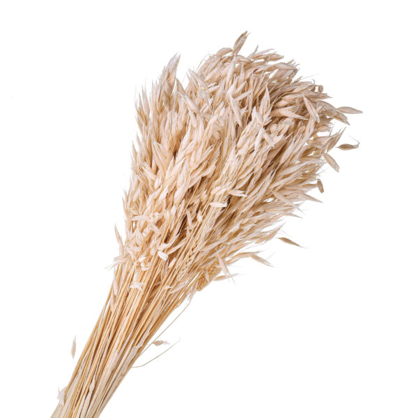 Avena Λευκή