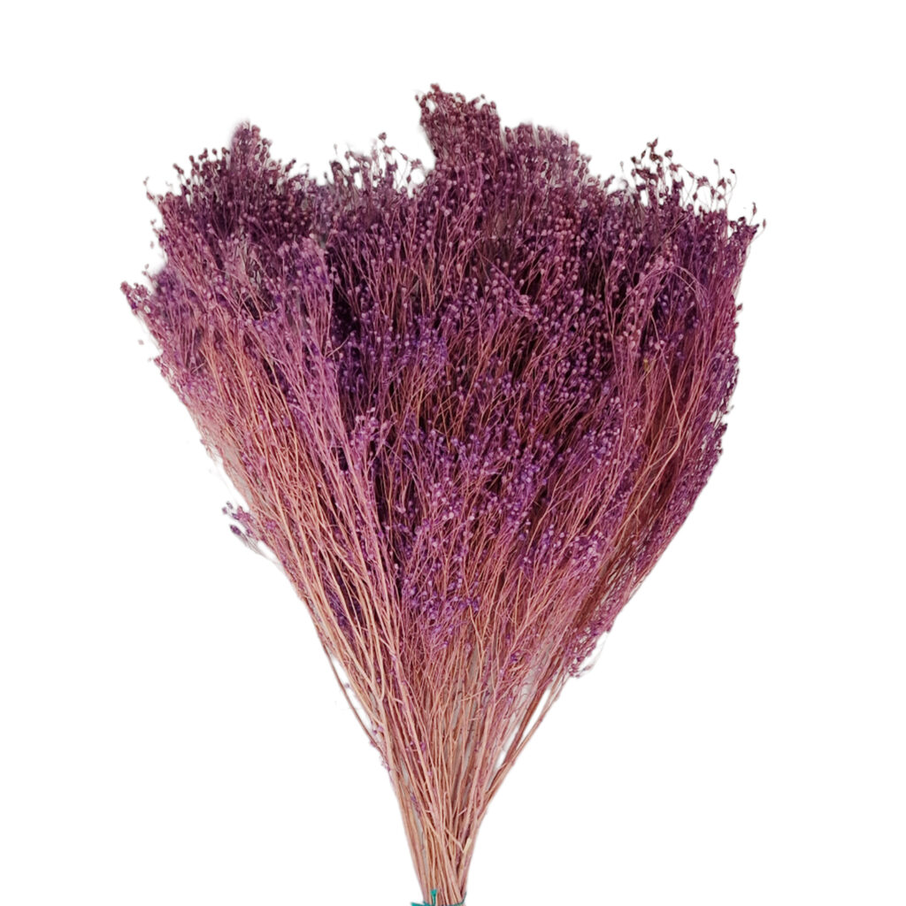Broom Bloom Βιολετί