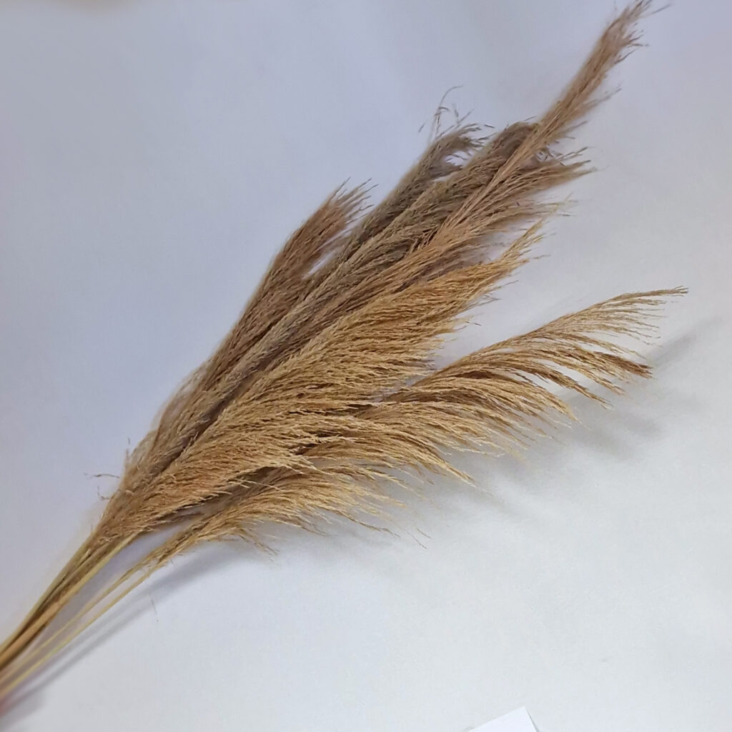Pampas Φυσικό 5 Pack