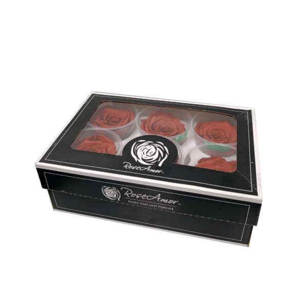 Τριαντάφυλλα Forever Roses τερακότα L Plus 6 box
