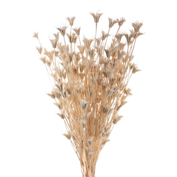 Nigella Λευκή