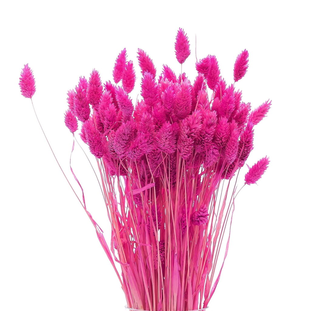 Phalaris Φούξια