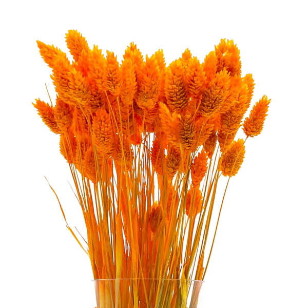 Phalaris Πορτοκαλί