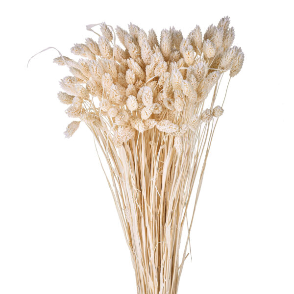 Phalaris Λευκό