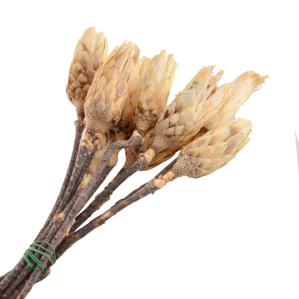 Protea Λευκή 30cm