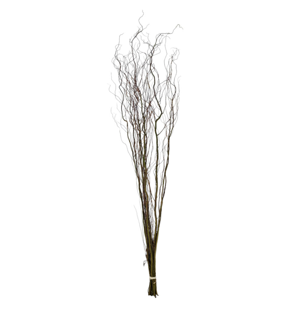 Αποξηραμένο Salix 220cm 10 Pack
