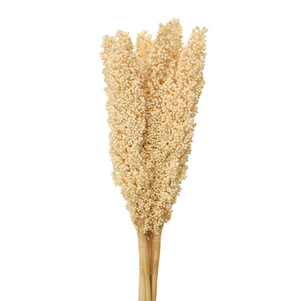 Sorgo