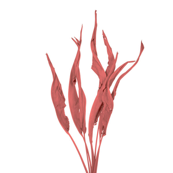 Strelitzia σε Χρώματα