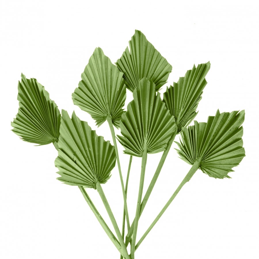 Palma Spear 7 Pack Λαδί