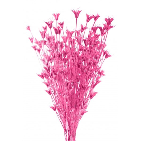 Nigella Φούξια