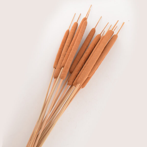 Typha Φυσικό