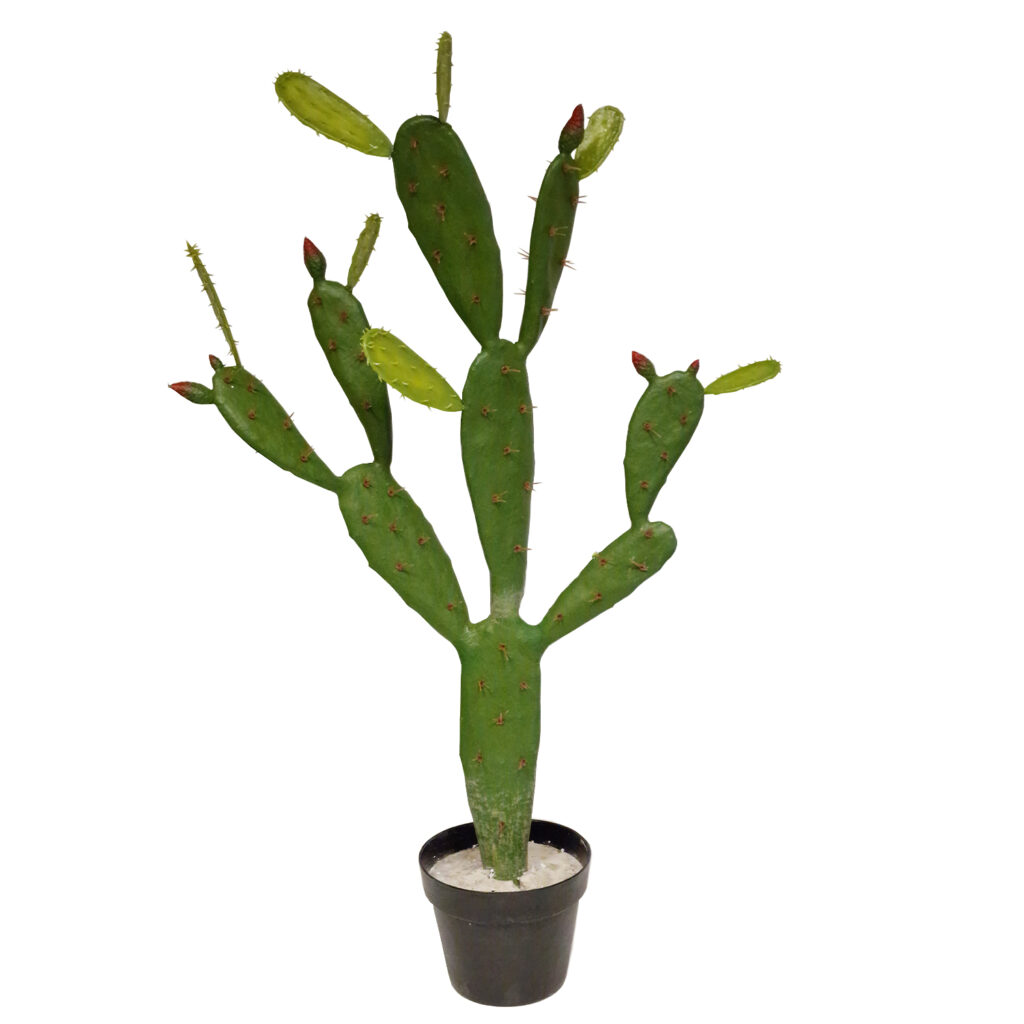 Κάκτος Opuntia