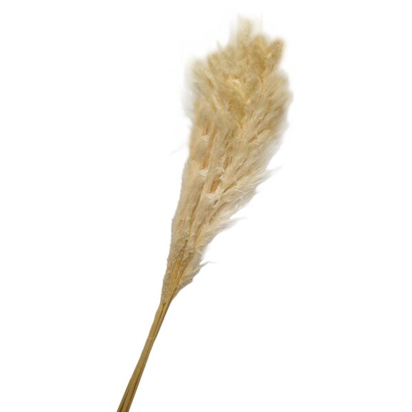 Pampas Εκρού 5 Pack