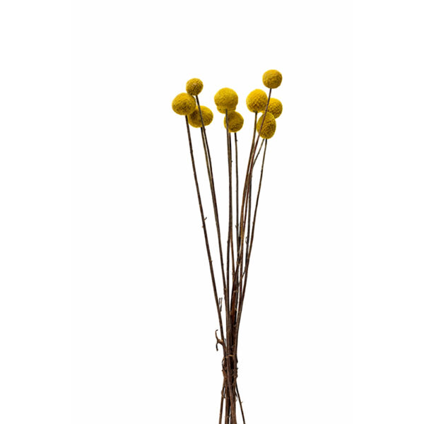 Craspedia Φυσική 10 Pack