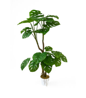 Δέντρο Μονστέρα 170cm