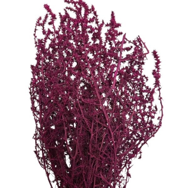 Limonium Φούξια
