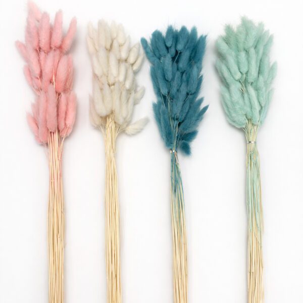 Lagurus σε διάφορα χρώματα