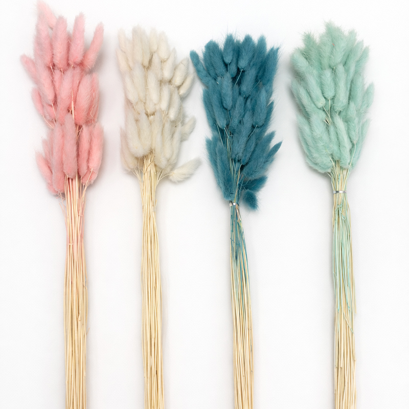 Lagurus σε διάφορα χρώματα Lagurus σε διάφορα χρώματα