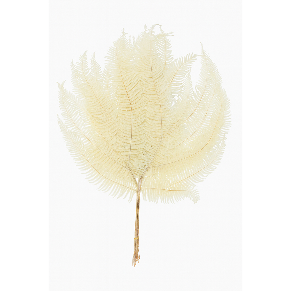 Φτέρη 10 Pack Φτέρη 10 Pack