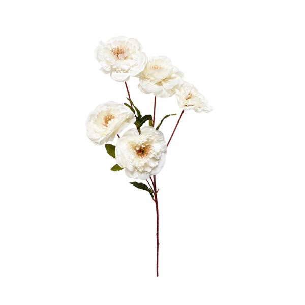 Κλαδί Παιώνια Λευκό 5 Κεφάλια