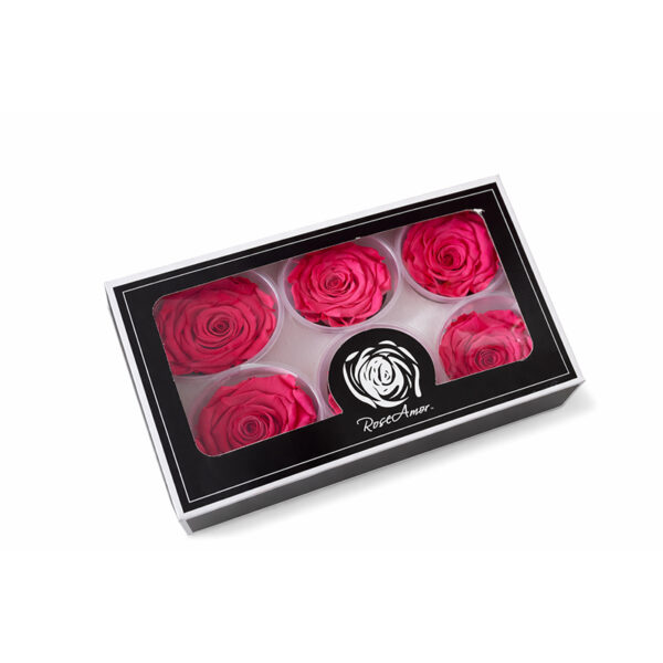 Τριαντάφυλλα Forever Roses Δίχρωμο Φούξια L Plus 6 box