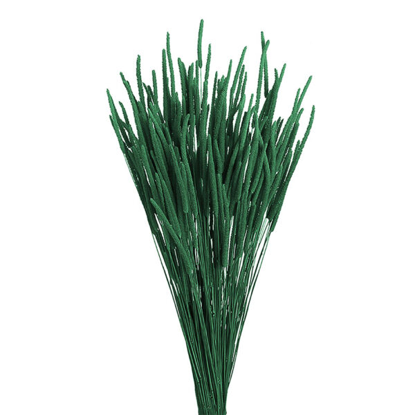 Phleum Πυραυλάκι Αποξηραμένο Σκούρο Πράσινο