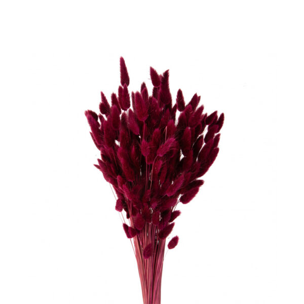 Lagurus Μπορντό