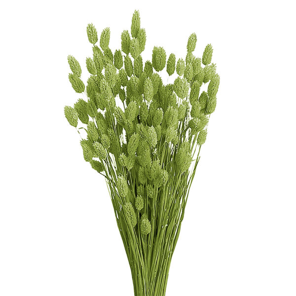 Phalaris Πράσινο