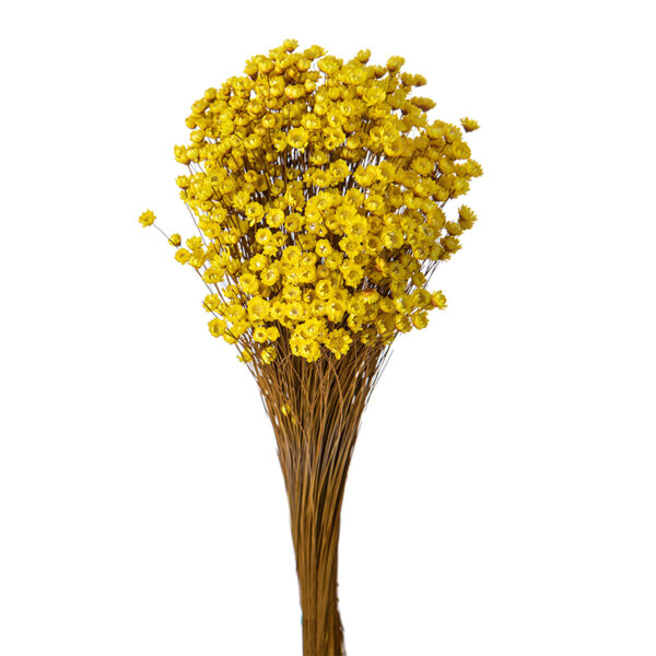 Glixia Κίτρινη