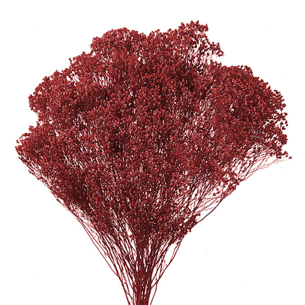 Broom Bloom Μπορντώ