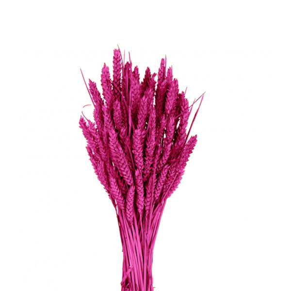 Ροζ στάχυα σιταριού σε δέσμη