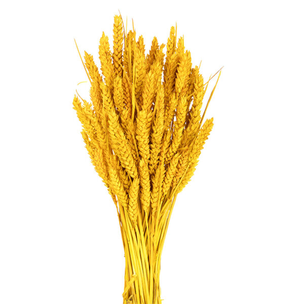 Στάχυ Κίτρινο