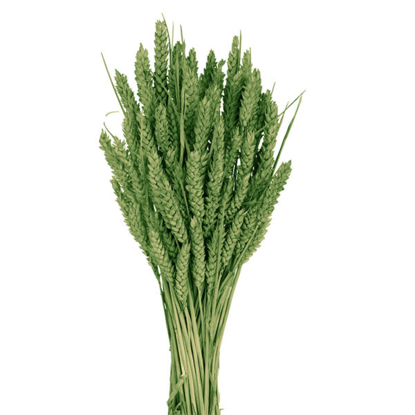 Στάχυ Πράσινο