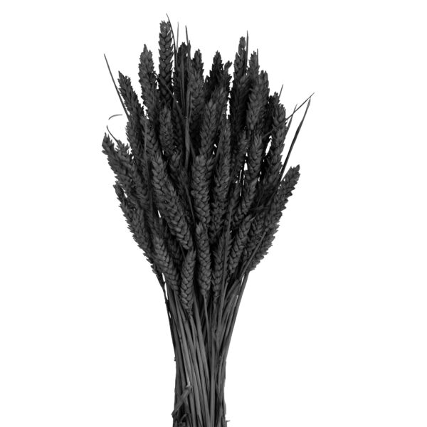 Στάχυ Μαύρο