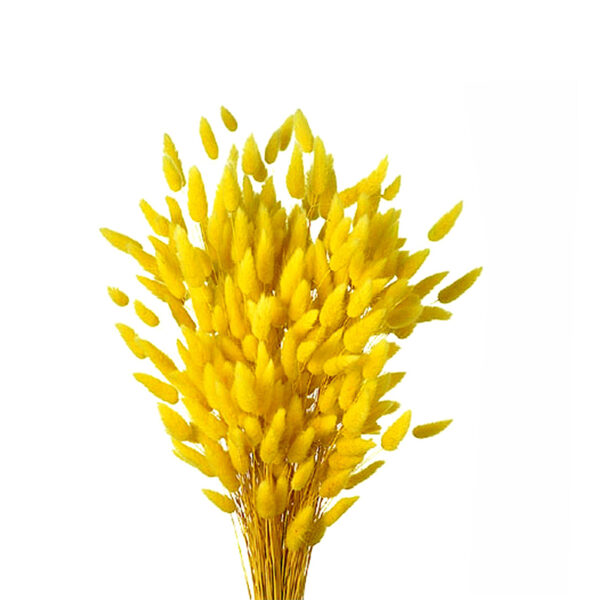 Lagurus Ανοιχτό Κίτρινο