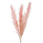 Pampas Ροζ 5 Pack