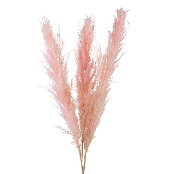 Pampas Ροζ 5 Pack