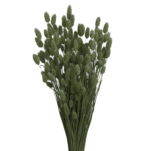 Phalaris Σκούρο Πράσινο