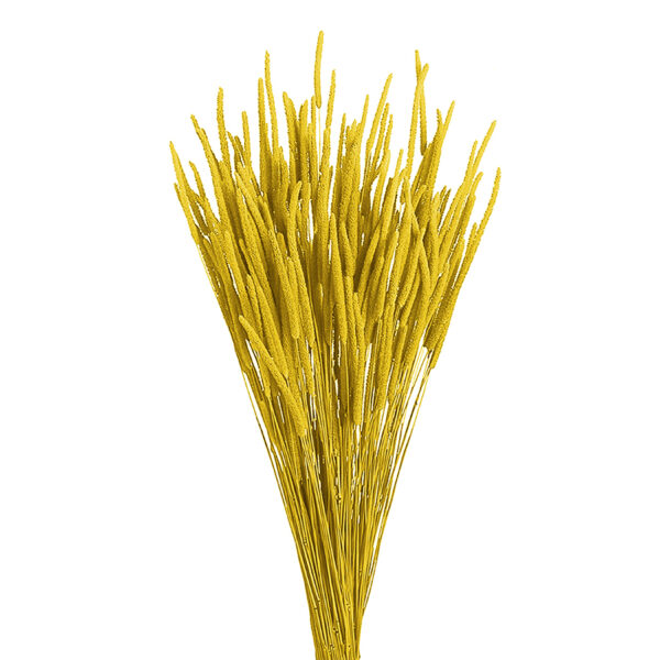 Phleum Πυραυλάκι Αποξηραμένο Κίτρινο